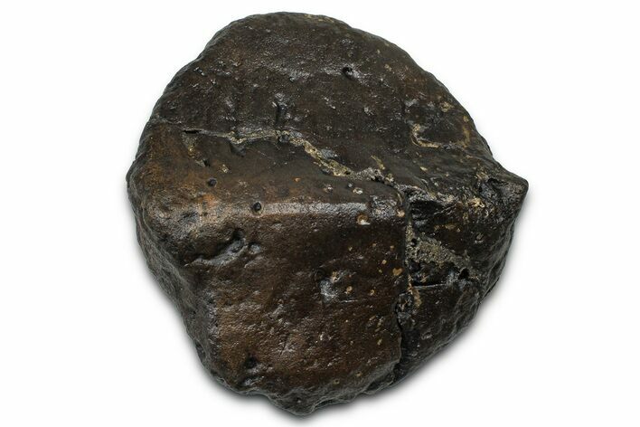 Fossil Nodosaurid (Denversaurus) Osteoderm (Scute) - Wyoming #379525